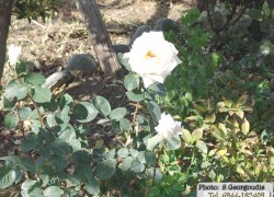DSC05781